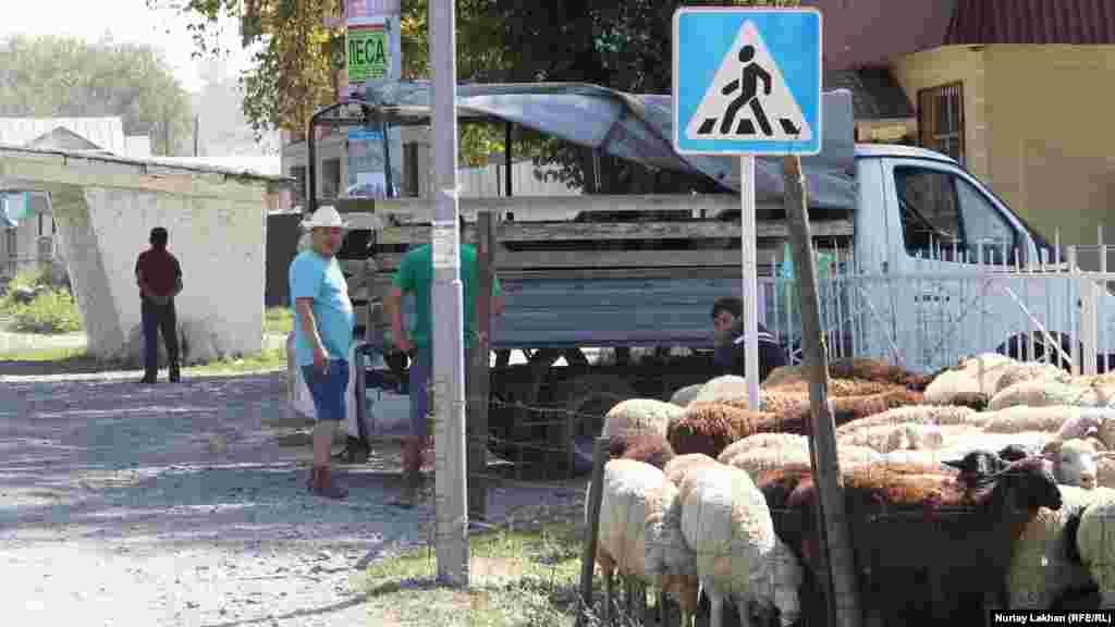 Жаяу жүргіншілерге арналған жол белгісі қой шарбағының ішінде қалған.