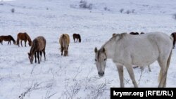 Кони на снегу: зима на крымской Долгоруковской яйле (фотогалерея)
