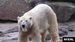 Berlin zooparkında ağ ayı, 30 dekabr 2007